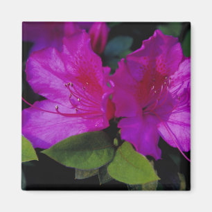 N.A. VS, Georgia, Savannah. Azalea in bloei. Magneet