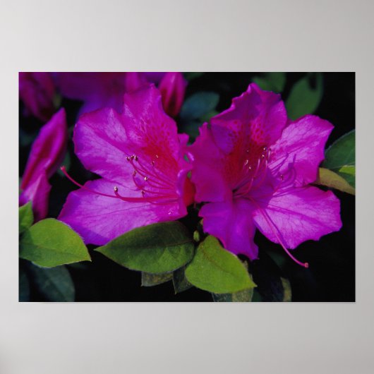 N.A. VS, Georgia, Savannah. Azalea in bloei. Poster (Voorkant)