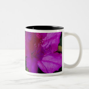 N.A. VS, Georgia, Savannah. Azalea in bloei. Tweekleurige Koffiemok