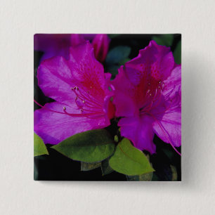 N.A. VS, Georgia, Savannah. Azalea in bloei. Vierkante Button 5,1 Cm