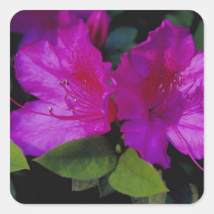 N.A. VS, Georgia, Savannah. Azalea in bloei. Vierkante Sticker