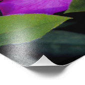 N.A. VS, Georgia, Savannah. Azalea in bloom. Foto Afdruk (Hoek)