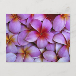 N.A., VS, Maui, Hawaï. Roze Plumeria-bloesems. Briefkaart