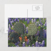 N.A., VS, Texas, Cactus omringd door Briefkaart (Voorkant / Achterkant)