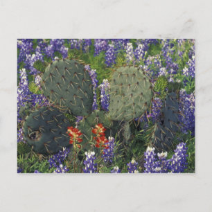 N.A., VS, Texas, Cactus omringd door Briefkaart