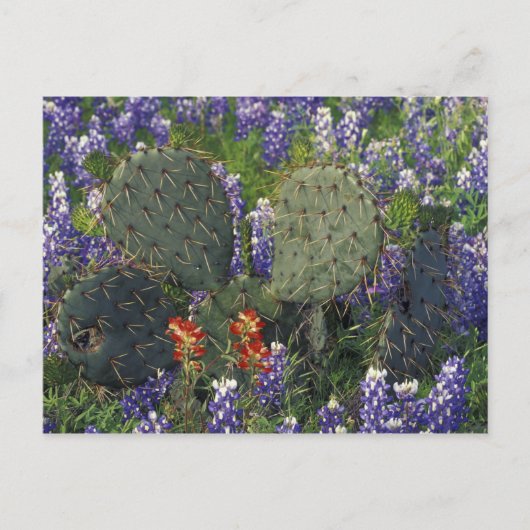 N.A., VS, Texas, Cactus omringd door Briefkaart (Voorkant)