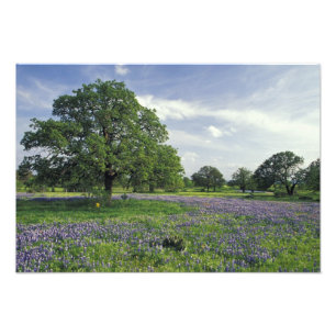 N.A, VS, Texas, Lake Buchanan, Eiken en Blauw Foto Afdruk