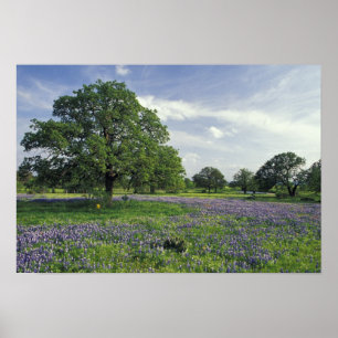 N.A, VS, Texas, Lake Buchanan, Eiken en Blauw Poster