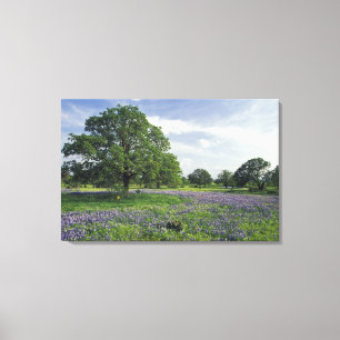 N.A, VS, Texas, Lake Buchanan, Eiken en Blauwe mut Canvas Afdruk