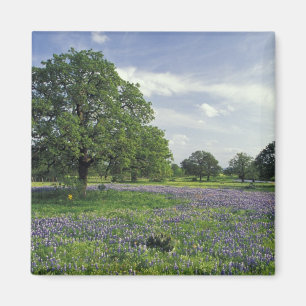 N.A, VS, Texas, Lake Buchanan, Eiken en Blauwe mut Magneet