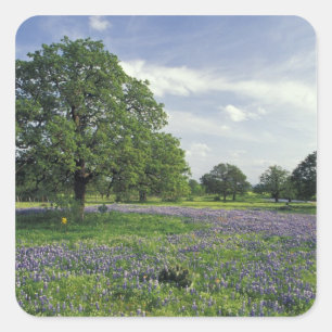 N.A, VS, Texas, Lake Buchanan, Eiken en Blauwe Mut Vierkante Sticker