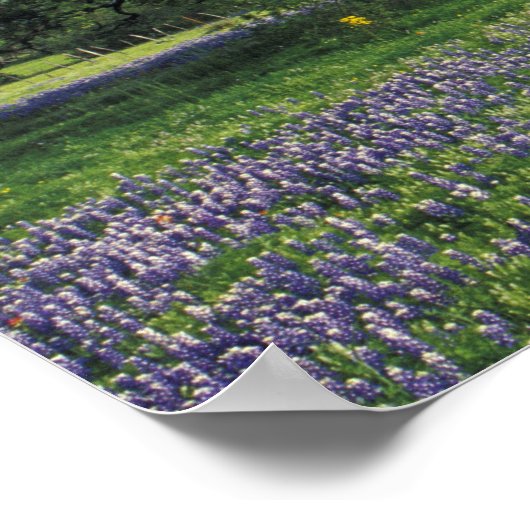 N.A., VS, Texas, Lake Buchanan, Oaks en Blue Poster (Hoek)