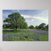 N.A., VS, Texas, Lake Buchanan, Oaks en Blue Poster (Voorkant)