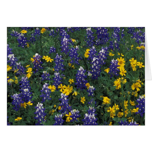 N.A, VS, Texas, Marble Falls, Blau Bonen (Voorkant Horizontaal)