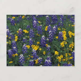 N.A, VS, Texas, Marble Falls, Blau Bonen Briefkaart