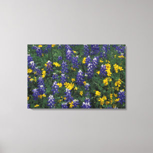 N.A, VS, Texas, Marble Falls, Blau Bonen Canvas Afdruk