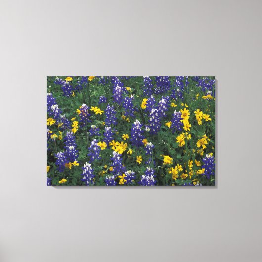 N.A, VS, Texas, Marble Falls, Blau Bonen Canvas Afdruk (Voorkant)
