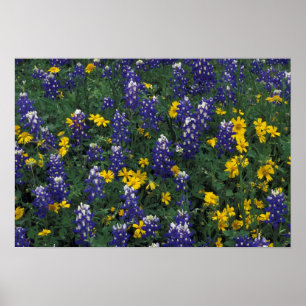 N.A, VS, Texas, Marble Falls, Blau Bonen Poster