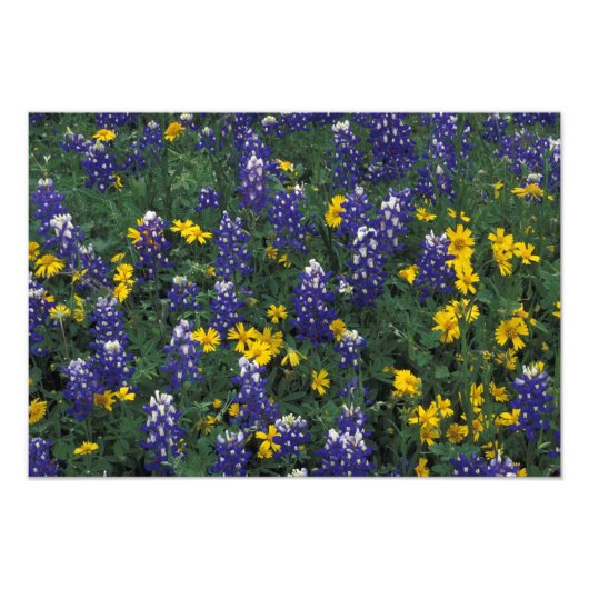 N.A, VS, Texas, Marble Falls, Blau Bonnetten Foto Afdruk (Voorkant)