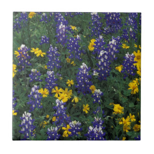 N.A, VS, Texas, Marble Falls, Blau Bonte Tegeltje