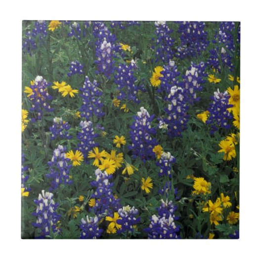 N.A, VS, Texas, Marble Falls, Blau Bonte Tegeltje (Voorkant)