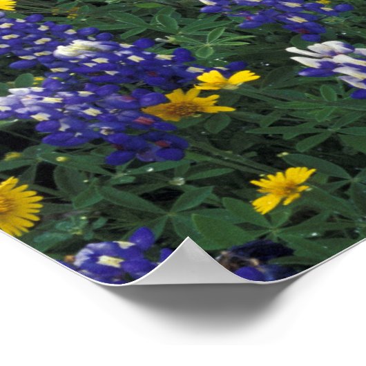 N.A., VS, Texas, marmer Herfsten, blauwe bont Poster (Hoek)