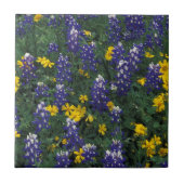 N.A., VS, Texas, marmer Herfsten, blauwe bont Tegeltje (Voorkant)