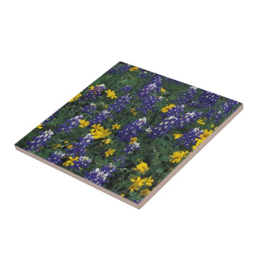 N.A., VS, Texas, marmer Herfsten, blauwe bont Tegeltje (Zijkant)