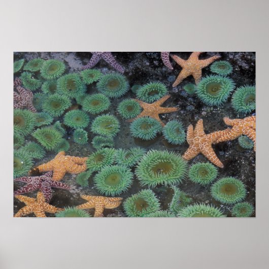 N.A., VS, Washington, Olympic National Park, 2 Poster (Voorkant)