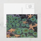 N.A., VS, Washington, Olympic National Park Briefkaart (Voorkant / Achterkant)