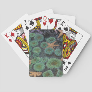 N.A., VS, Washington, Olympic National Park Pokerkaarten