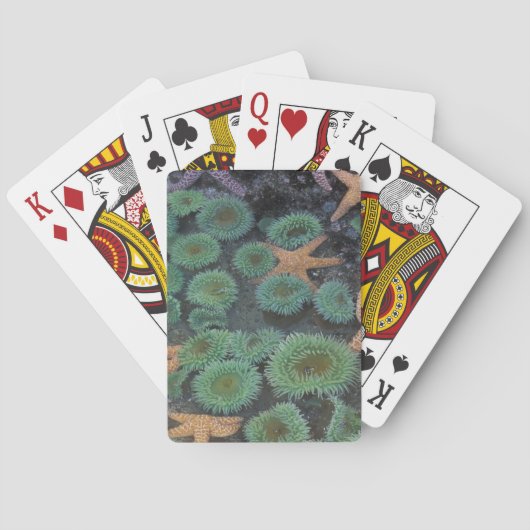 N.A., VS, Washington, Olympic National Park Pokerkaarten (Achterkant)