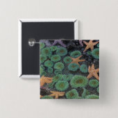 N.A., VS, Washington, Olympic National Park Vierkante Button 5,1 Cm (Voorkant /achterkant)