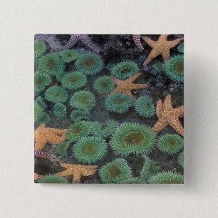 N.A., VS, Washington, Olympic National Park Vierkante Button 5,1 Cm