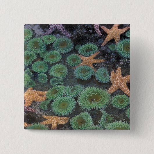 N.A., VS, Washington, Olympic National Park Vierkante Button 5,1 Cm (Voorkant)