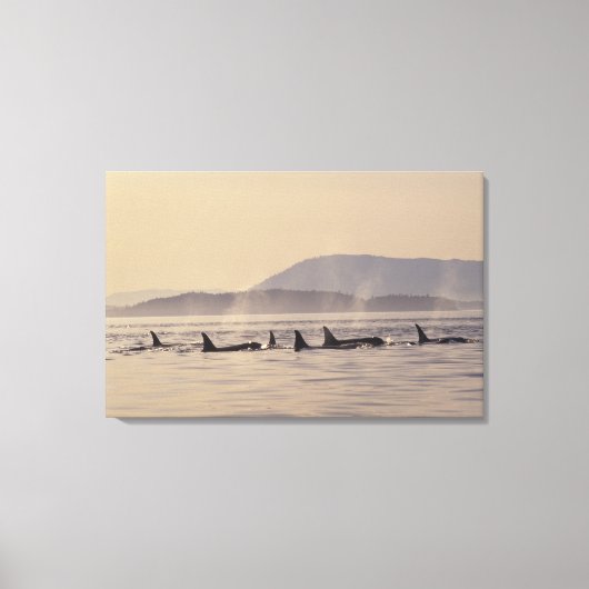N.A., VS, Washington, San Juan-eilanden Orka Canvas Afdruk (Voorkant)