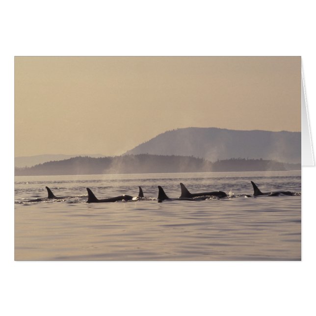 N.A., VS, Washington, San Juan Islands Orca (Voorkant Horizontaal)