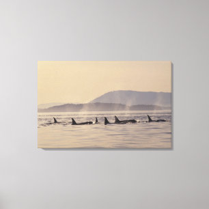N.A., VS, Washington, San Juan Islands Orca Canvas Afdruk