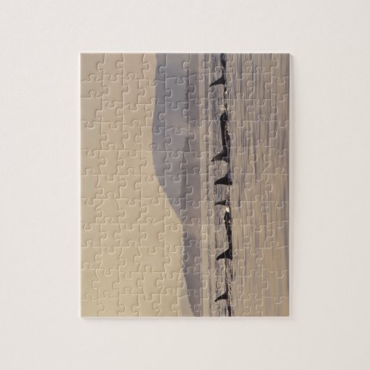 N.A., VS, Washington, San Juan Islands Orca Legpuzzel (Verticaal)