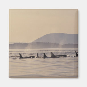 N.A., VS, Washington, San Juan Islands Orca Magneet