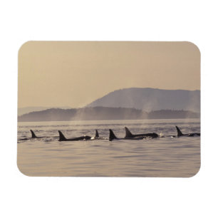 N.A., VS, Washington, San Juan Islands Orca Magneet