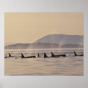 N.A., VS, Washington, San Juan Islands Orca Poster