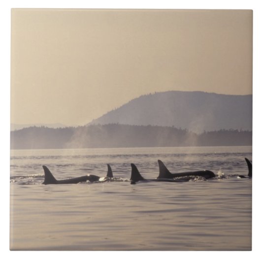 N.A., VS, Washington, San Juan Islands Orca Tegeltje (Voorkant)