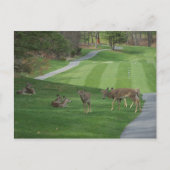 N-koeling bekijken briefkaart (Voorkant)