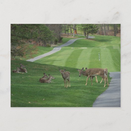 N-koeling bekijken briefkaart (Voorkant)