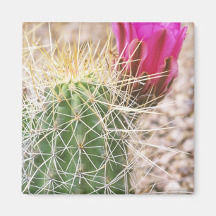 N.VT., VS, AZ, Phoenix, Desert Botanical Magneet