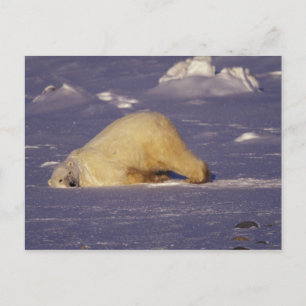 NA, Canada, Manitoba, Churchill, IJsbeer Briefkaart