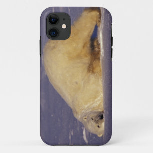 NA, Canada, Manitoba, Churchill, IJsbeer Case-Mate iPhone Case