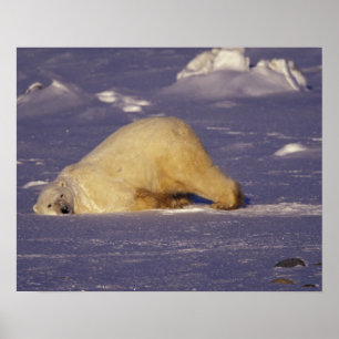 NA, Canada, Manitoba, Churchill, IJsbeer Poster
