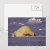 NA, Canada, Manitoba, Churchill, Polair beer Briefkaart (Voorkant / Achterkant)